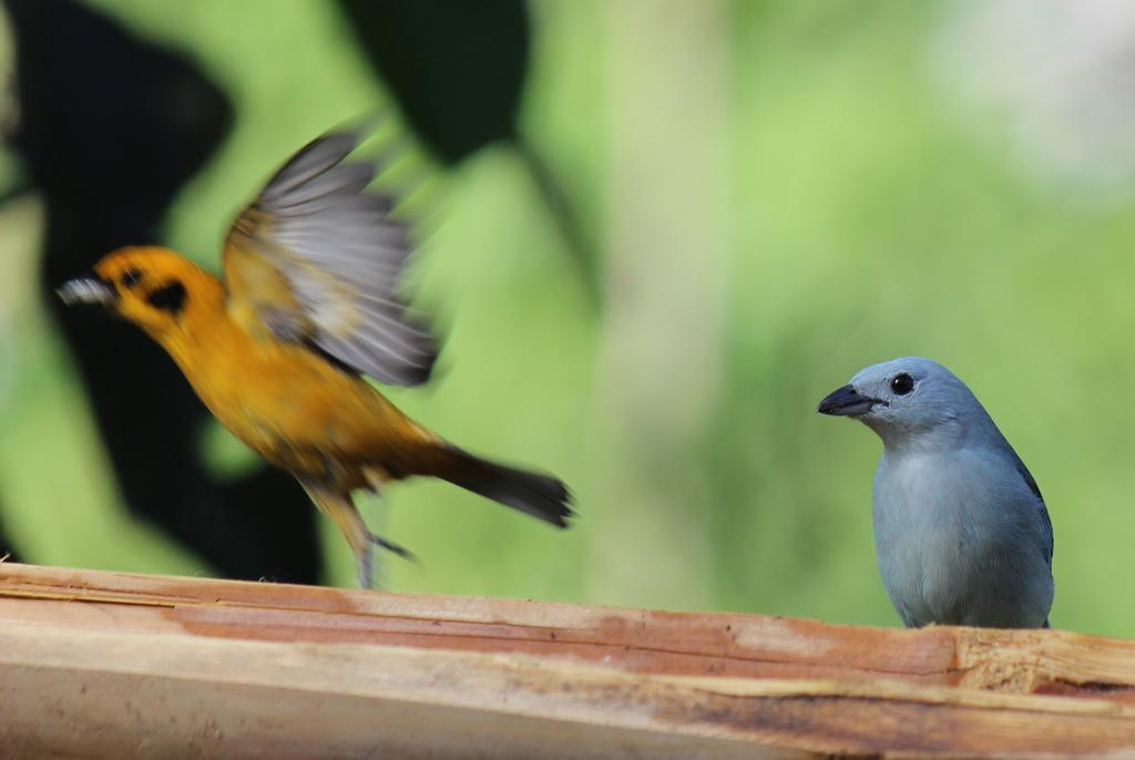 Saguamby Mindo Lodge Dış mekan fotoğraf