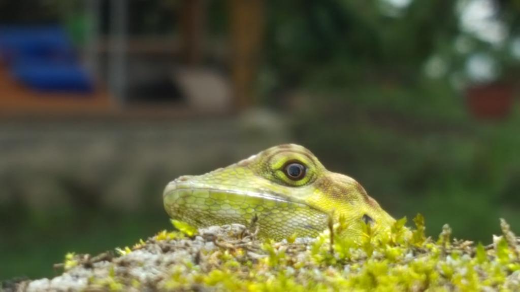 Saguamby Mindo Lodge Dış mekan fotoğraf